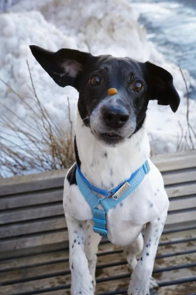 Krem, male young Mixed Breed for adoption at Pfotenvermittlung e.V., Rott am Inn
