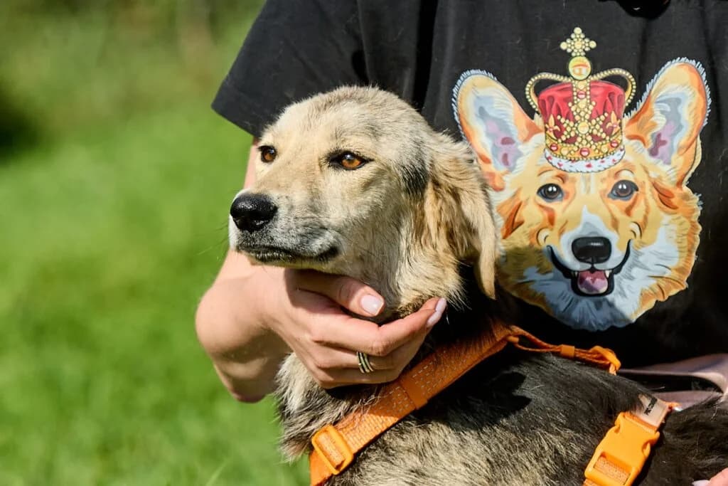 Kukla, female Mixed Breed for adoption at Pfotenvermittlung e.V., Rott am Inn