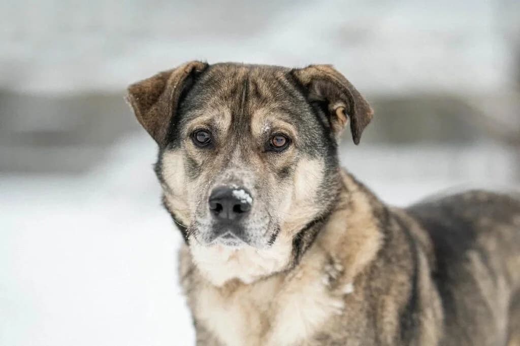 Kusya, male Mixed Breed for adoption at Pfotenvermittlung e.V., Rott am Inn