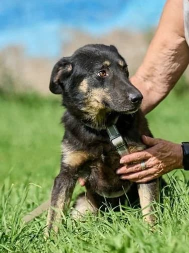 Leo, schwarz male Mixed Breed for adoption at Pfotenvermittlung e.V., Rott am Inn