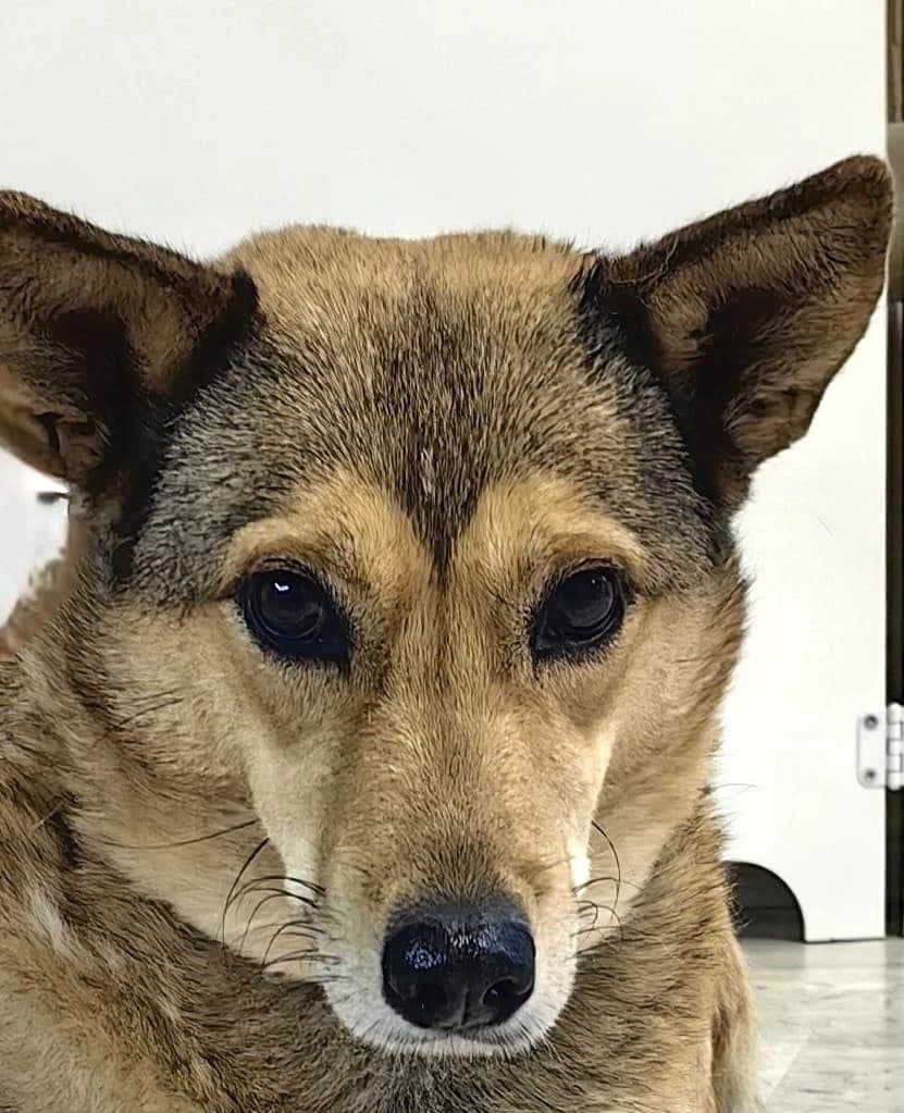 Lissy, female Mixed Breed for adoption at Pfotenvermittlung e.V., Rott am Inn