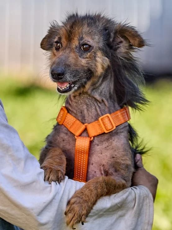 Lucky, male Mixed Breed for adoption at Pfotenvermittlung e.V., Rott am Inn