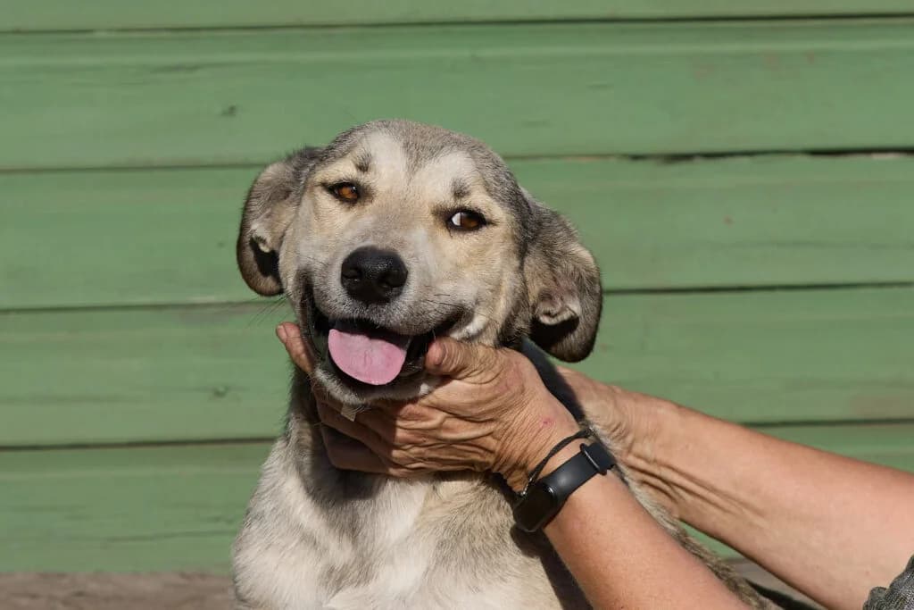 Lusya, female puppy Mixed Breed for adoption at Pfotenvermittlung e.V., Rott am Inn