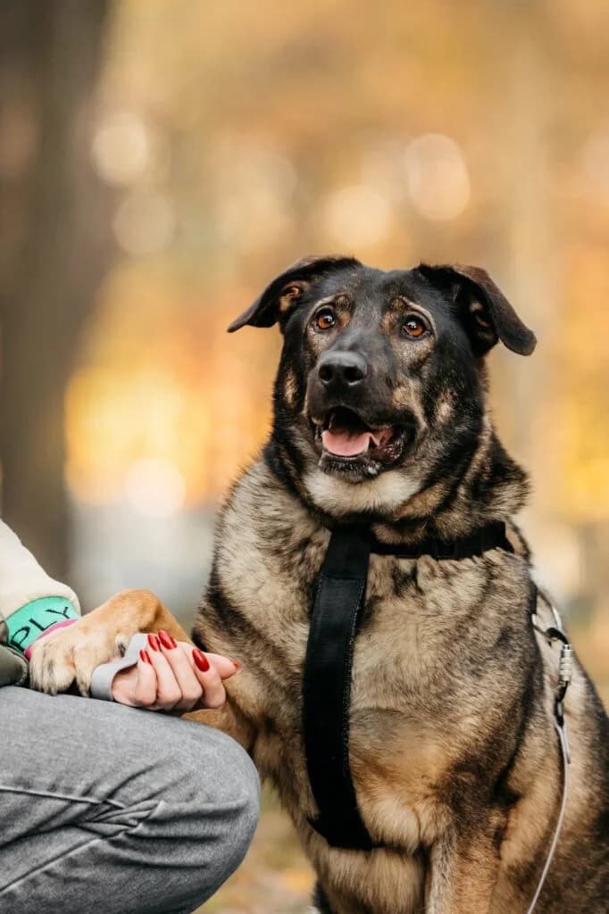 Marik, male Mixed Breed for adoption at Pfotenvermittlung e.V., Rott am Inn