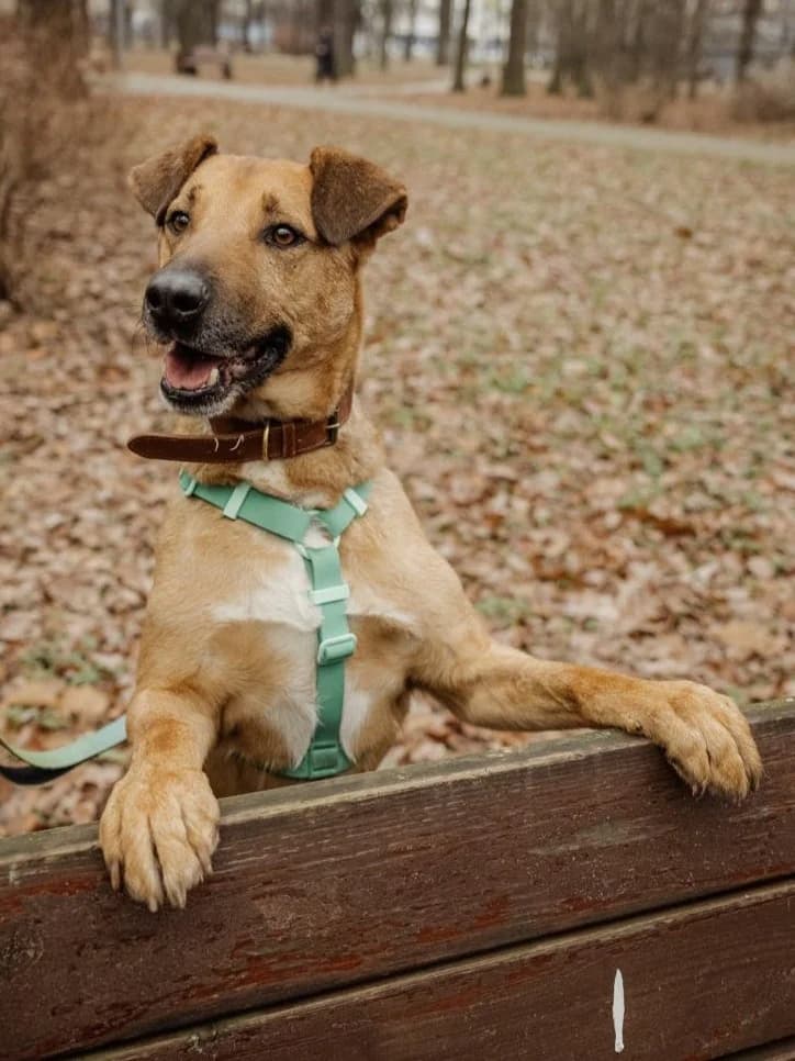 Mars, male Mixed Breed for adoption at Pfotenvermittlung e.V., Rott am Inn