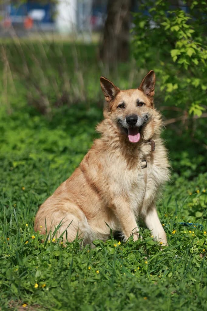 Max, male Mixed Breed for adoption at Pfotenvermittlung e.V., Rott am Inn