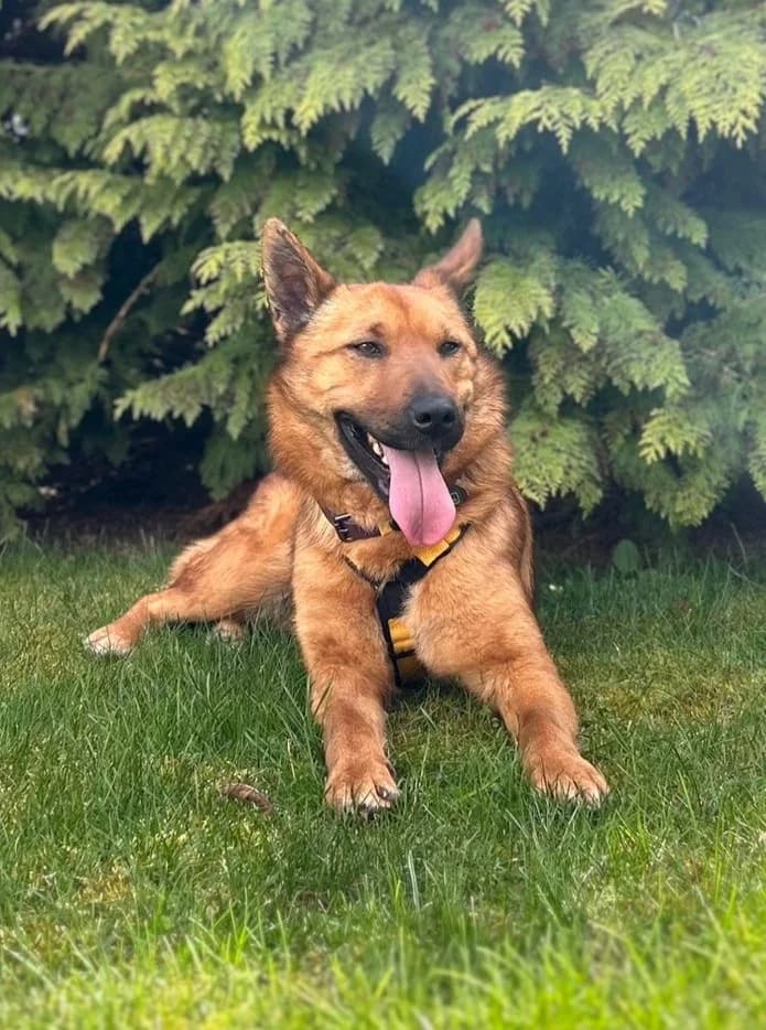 Maxi, female Mixed Breed for adoption at Pfotenvermittlung e.V., Rott am Inn