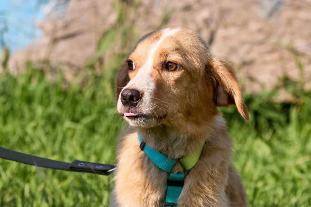 Maxim, male Mixed Breed for adoption at Pfotenvermittlung e.V., Rott am Inn