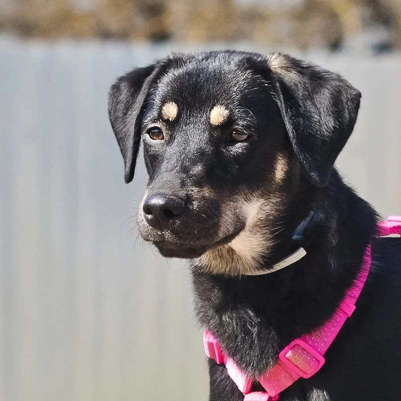 Minni, female Mixed Breed for adoption at Pfotenvermittlung e.V., Rott am Inn