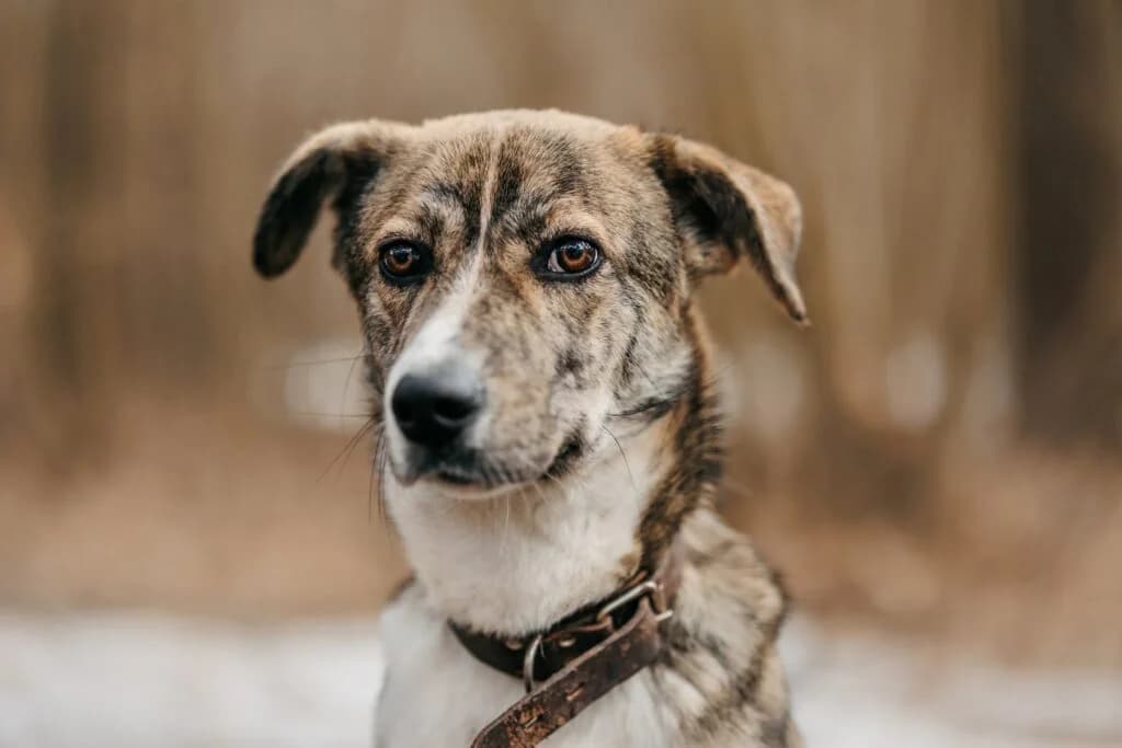 Mitya, male puppy Mixed Breed for adoption at Pfotenvermittlung e.V., Rott am Inn