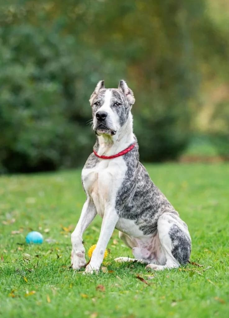 Morris, male Mixed Breed for adoption at Pfotenvermittlung e.V., Rott am Inn