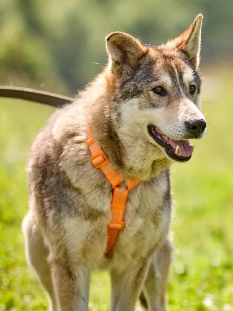 Naida, female Mixed Breed for adoption at Pfotenvermittlung e.V., Rott am Inn
