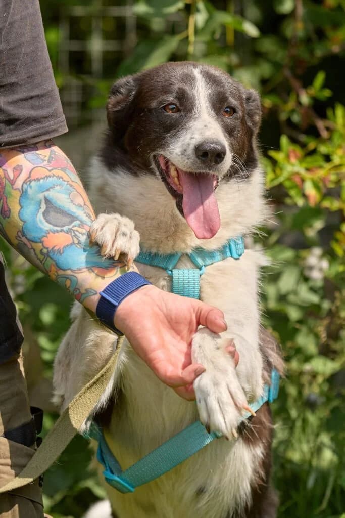Nana, female Mixed Breed for adoption at Pfotenvermittlung e.V., Rott am Inn