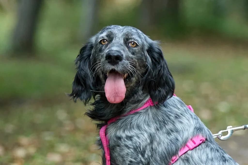 Nila, female Mixed Breed for adoption at Pfotenvermittlung e.V., Rott am Inn