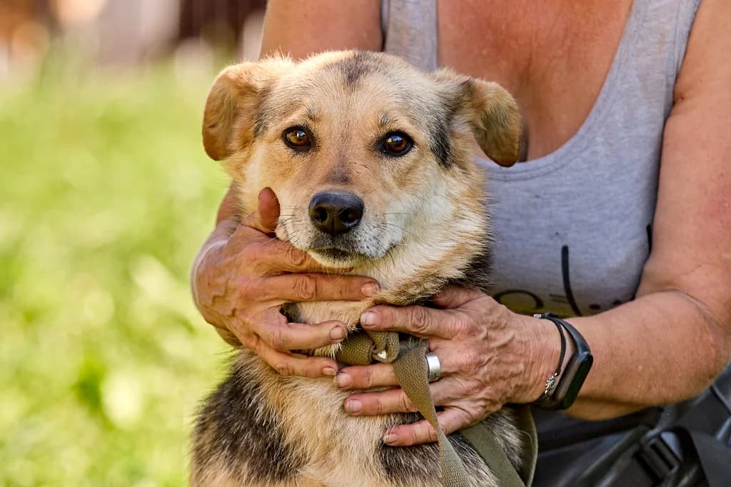 Nova, female Mixed Breed for adoption at Pfotenvermittlung e.V., Rott am Inn