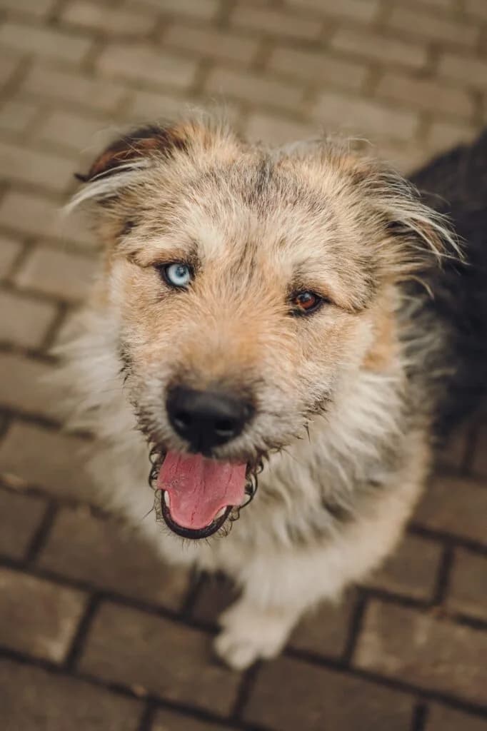 Osya, male Mixed Breed for adoption at Pfotenvermittlung e.V., Rott am Inn