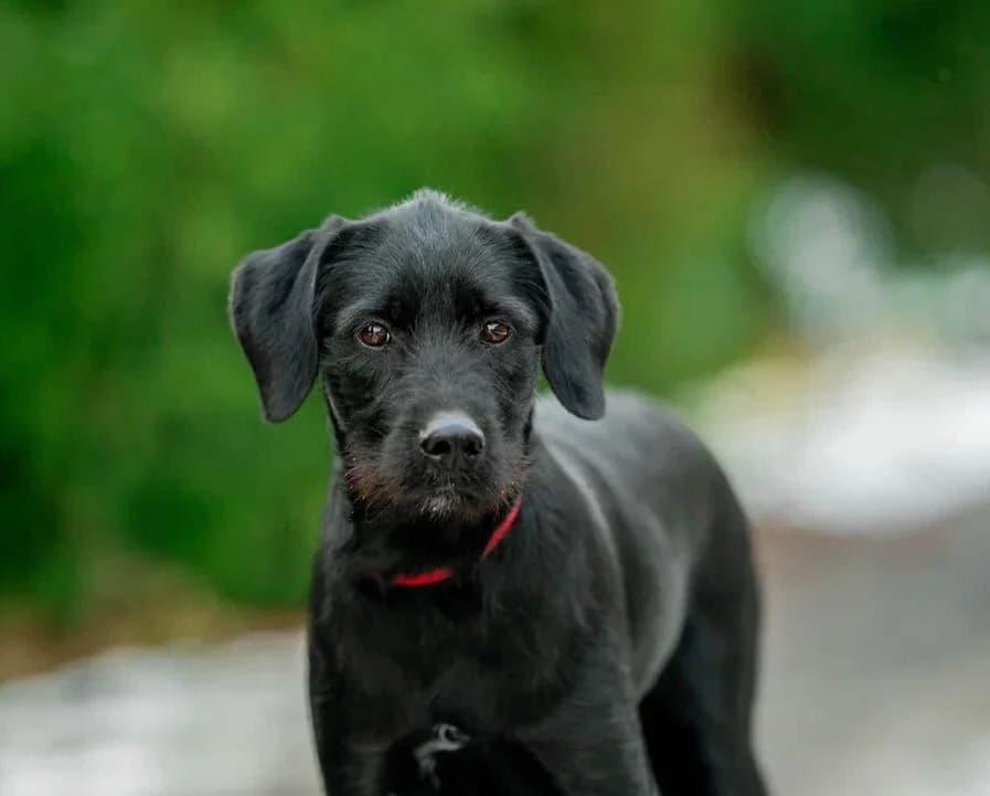 Palfy, female Mixed Breed for adoption at Pfotenvermittlung e.V., Rott am Inn