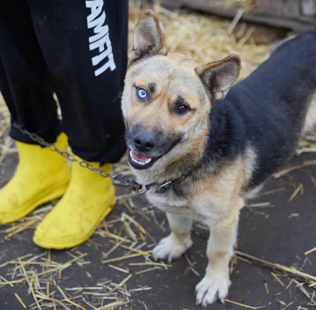 Paspartu, male Mixed Breed for adoption at Pfotenvermittlung e.V., Rott am Inn