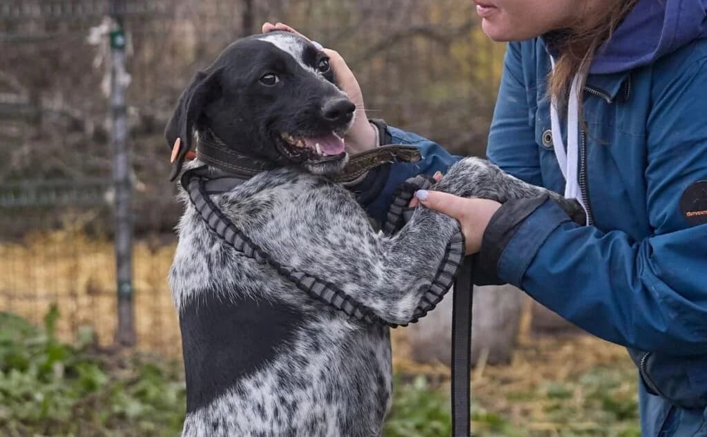 Piggy, male Mixed Breed for adoption at Pfotenvermittlung e.V., Rott am Inn