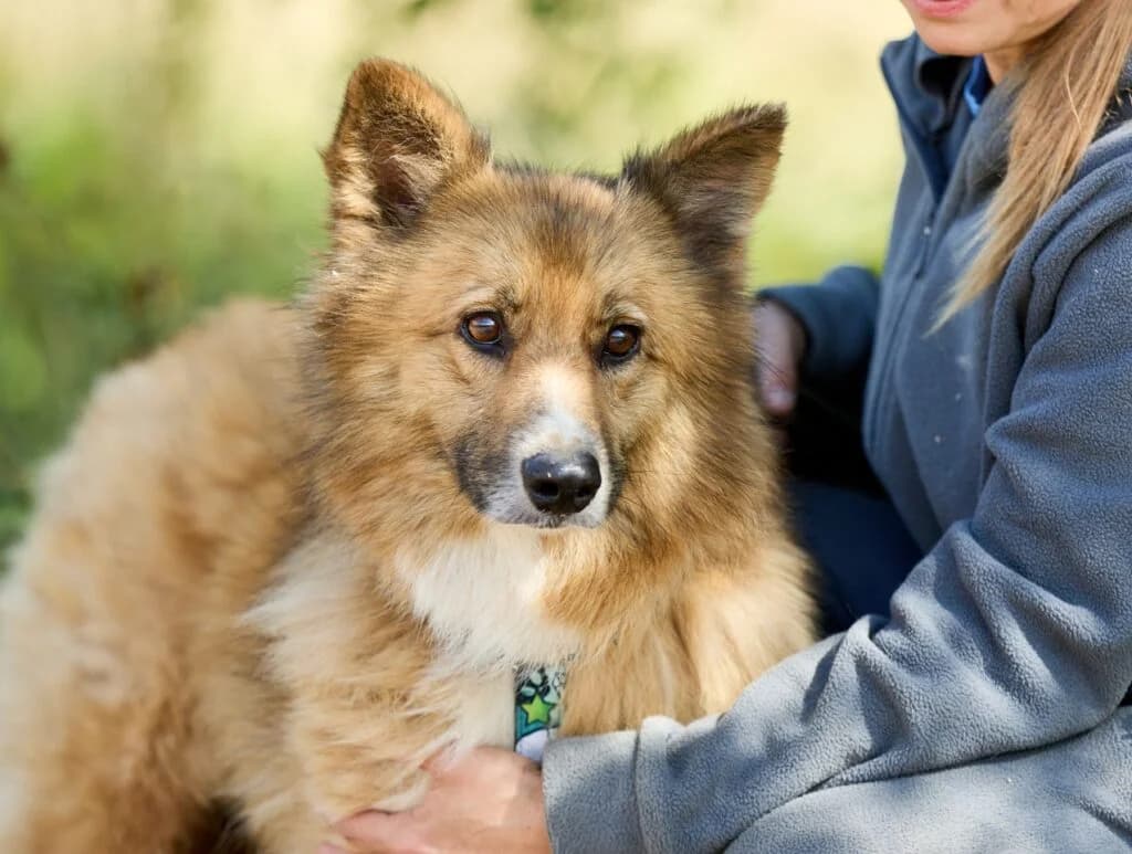 Ponochka, female Mixed Breed for adoption at Pfotenvermittlung e.V., Rott am Inn
