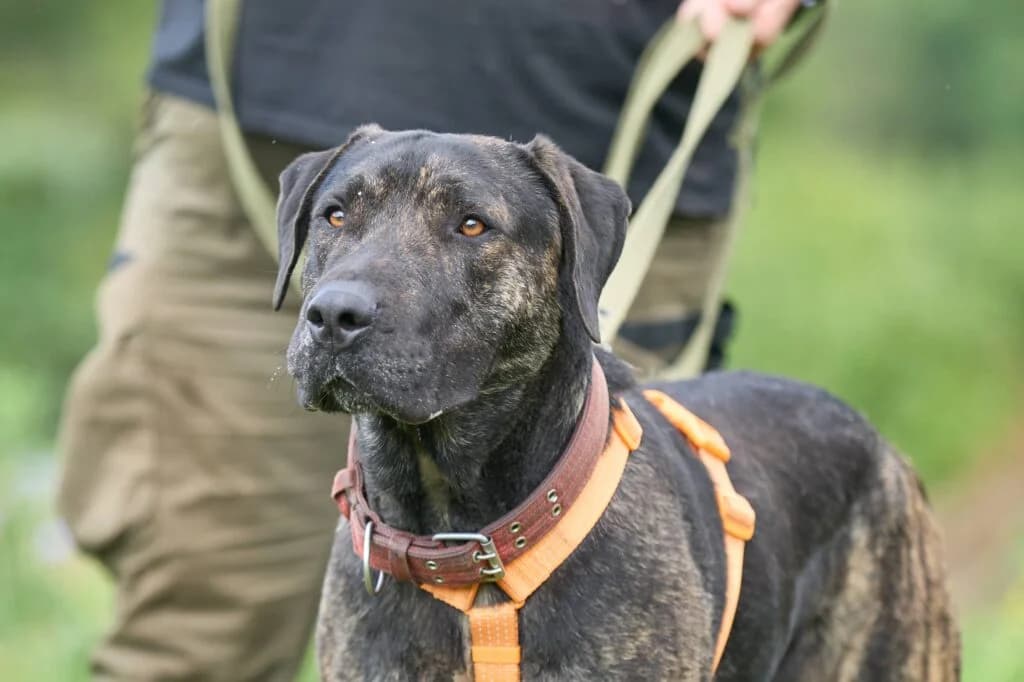 Pryanik, male Mixed Breed for adoption at Pfotenvermittlung e.V., Rott am Inn