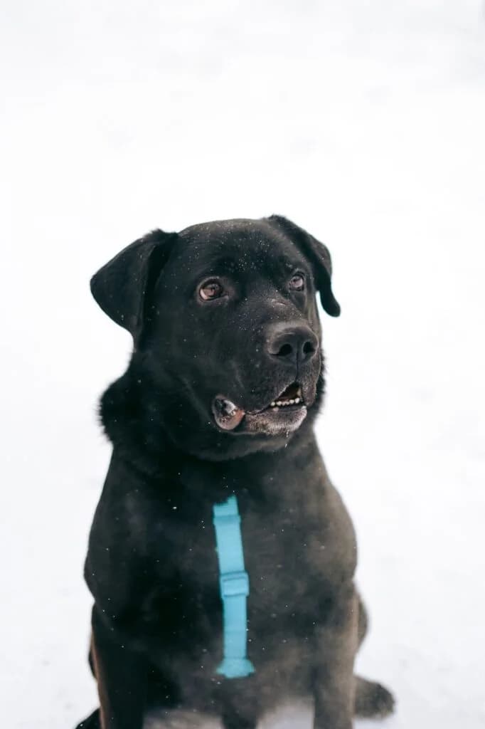 Rash, male puppy Mixed Breed for adoption at Pfotenvermittlung e.V., Rott am Inn