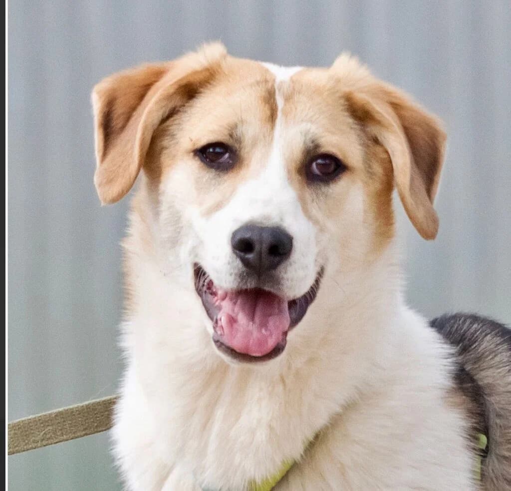 Rick, male puppy Mixed Breed for adoption at Pfotenvermittlung e.V., Rott am Inn