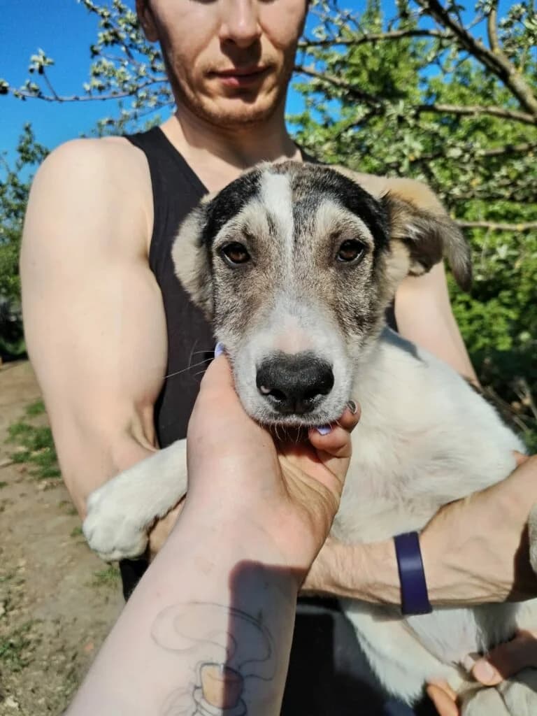 Rocky, male Mixed Breed for adoption at Pfotenvermittlung e.V., Rott am Inn