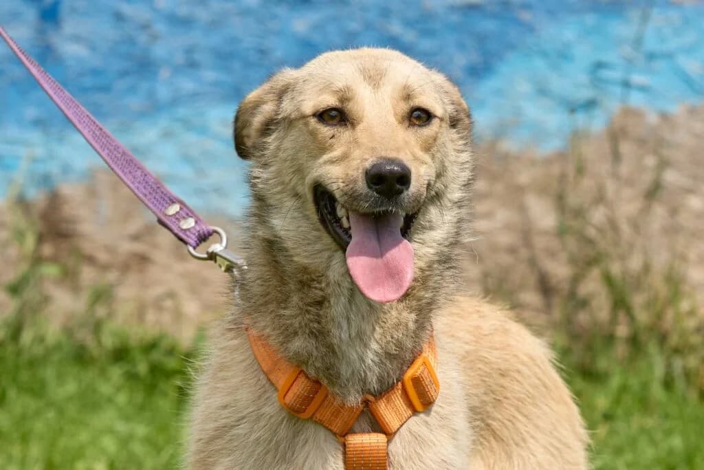 Samira, female Mixed Breed for adoption at Pfotenvermittlung e.V., Rott am Inn