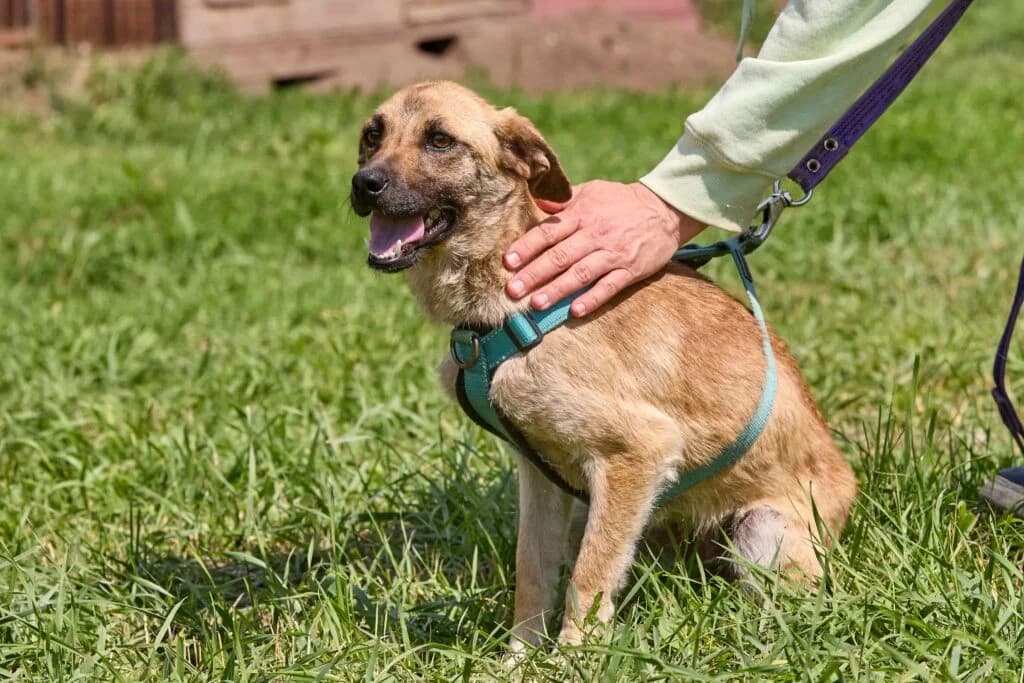 Sienna, female Mixed Breed for adoption at Pfotenvermittlung e.V., Rott am Inn