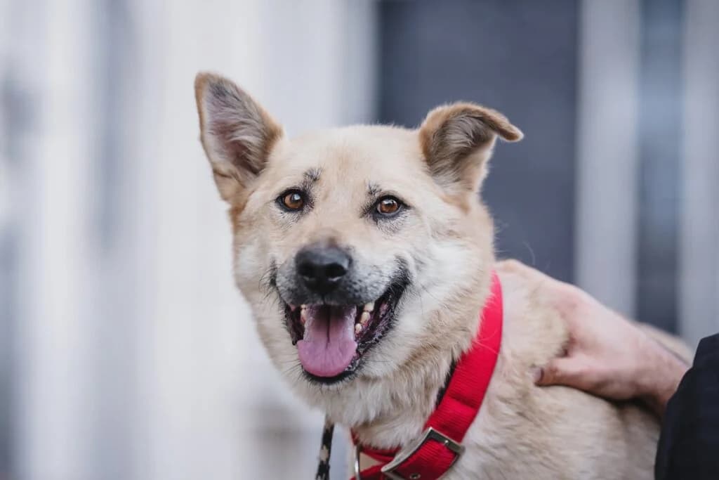 Sky, male Mixed Breed for adoption at Pfotenvermittlung e.V., Rott am Inn