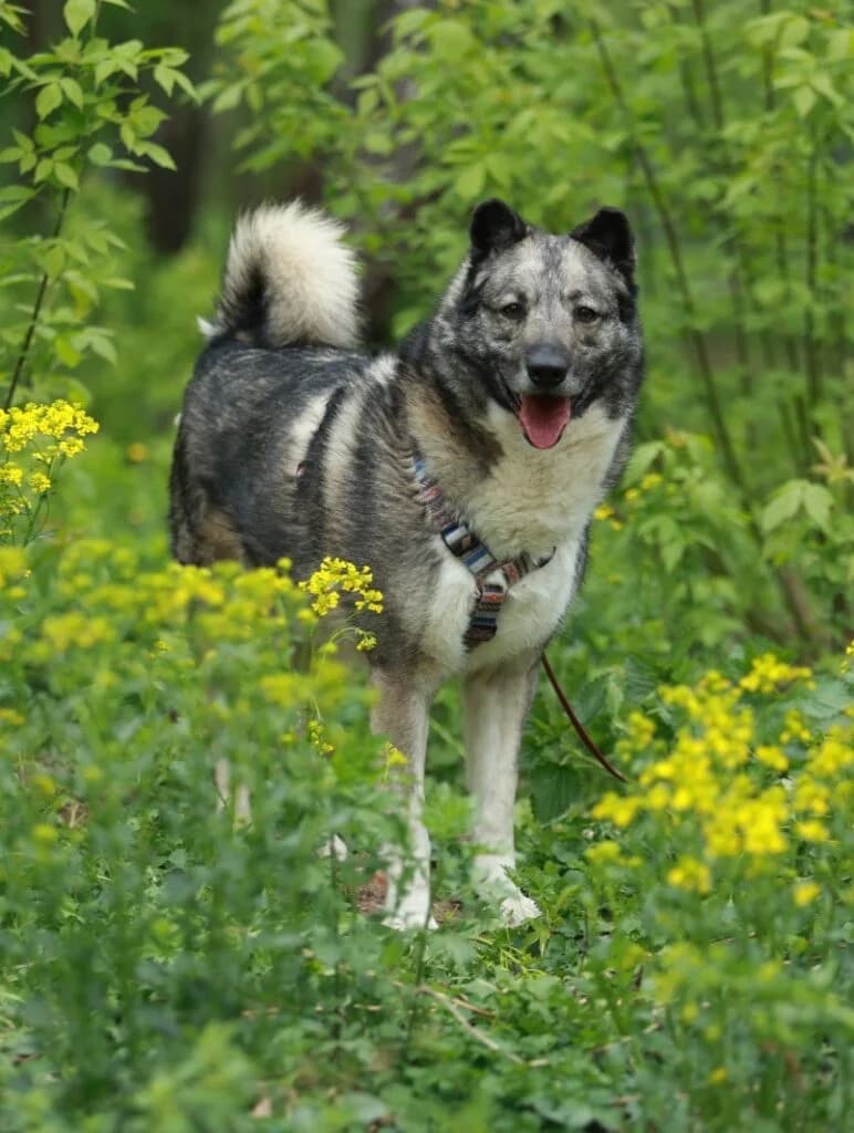 Smokey, male Mixed Breed for adoption at Pfotenvermittlung e.V., Rott am Inn