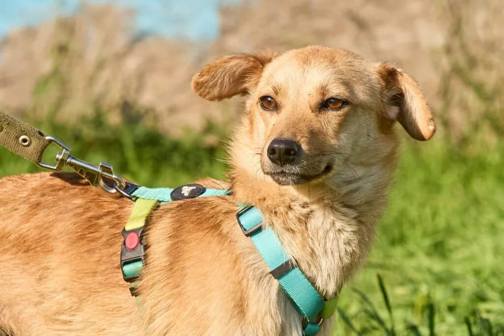 Tasia, female Mixed Breed for adoption at Pfotenvermittlung e.V., Rott am Inn