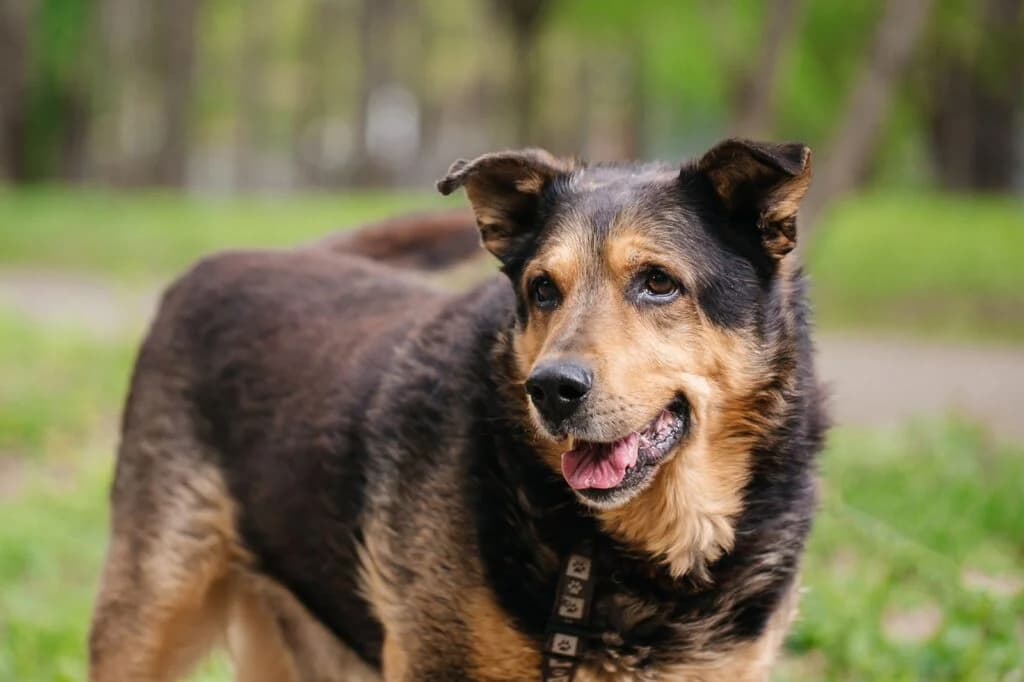 Texas, male puppy Mixed Breed for adoption at Pfotenvermittlung e.V., Rott am Inn
