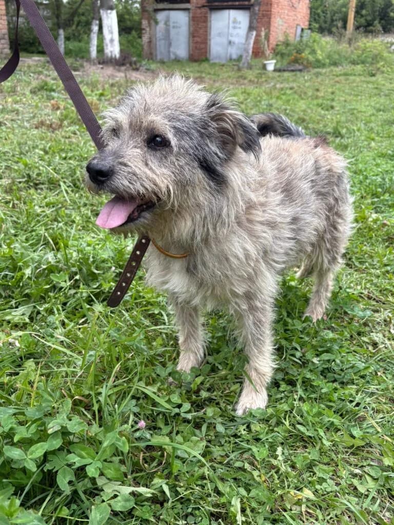 Tobi, male Mixed Breed for adoption at Pfotenvermittlung e.V., Rott am Inn