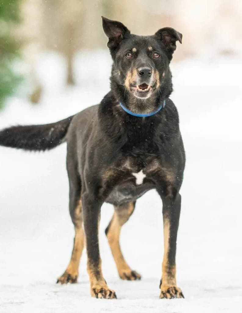 Tosha, male Mixed Breed for adoption at Pfotenvermittlung e.V., Rott am Inn