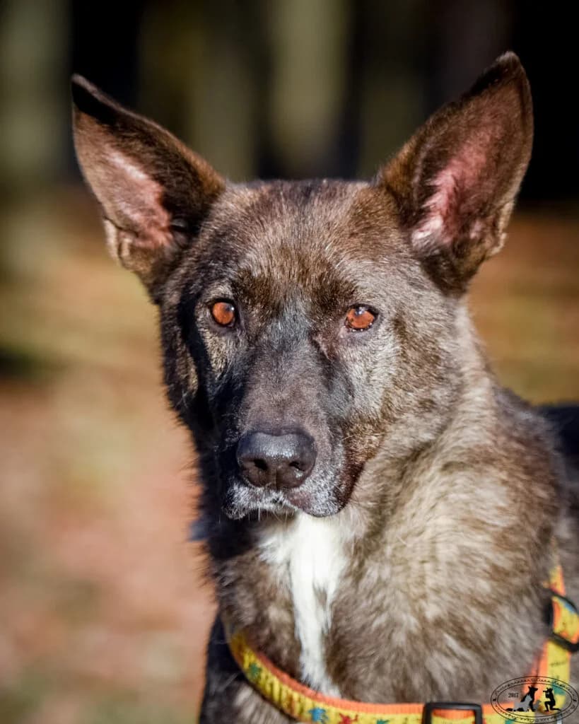Trüffel, male Mixed Breed for adoption at Pfotenvermittlung e.V., Rott am Inn