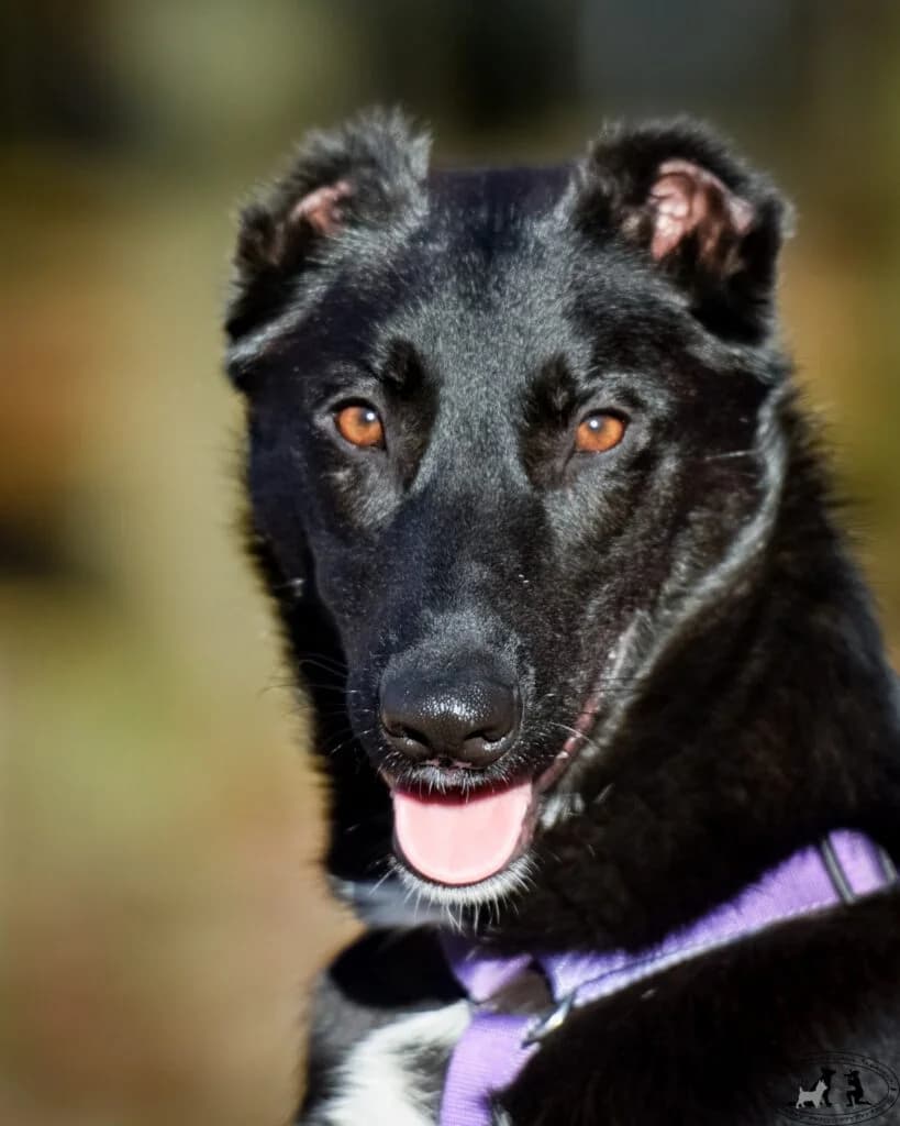 Turin, male Mixed Breed for adoption at Pfotenvermittlung e.V., Rott am Inn