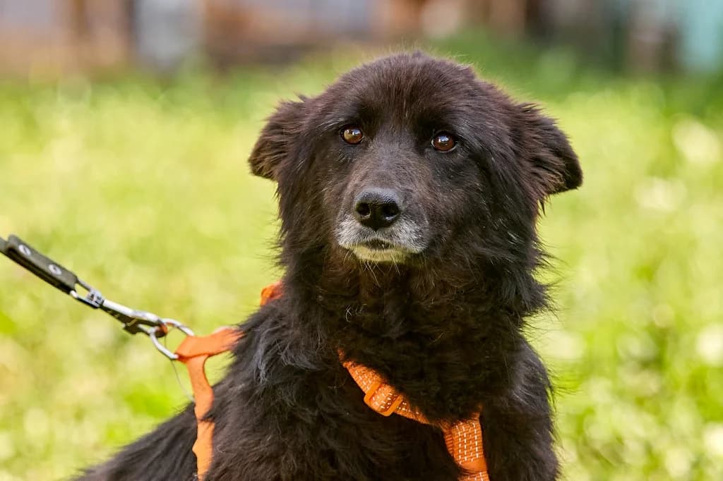 Vassa, male Mixed Breed for adoption at Pfotenvermittlung e.V., Rott am Inn