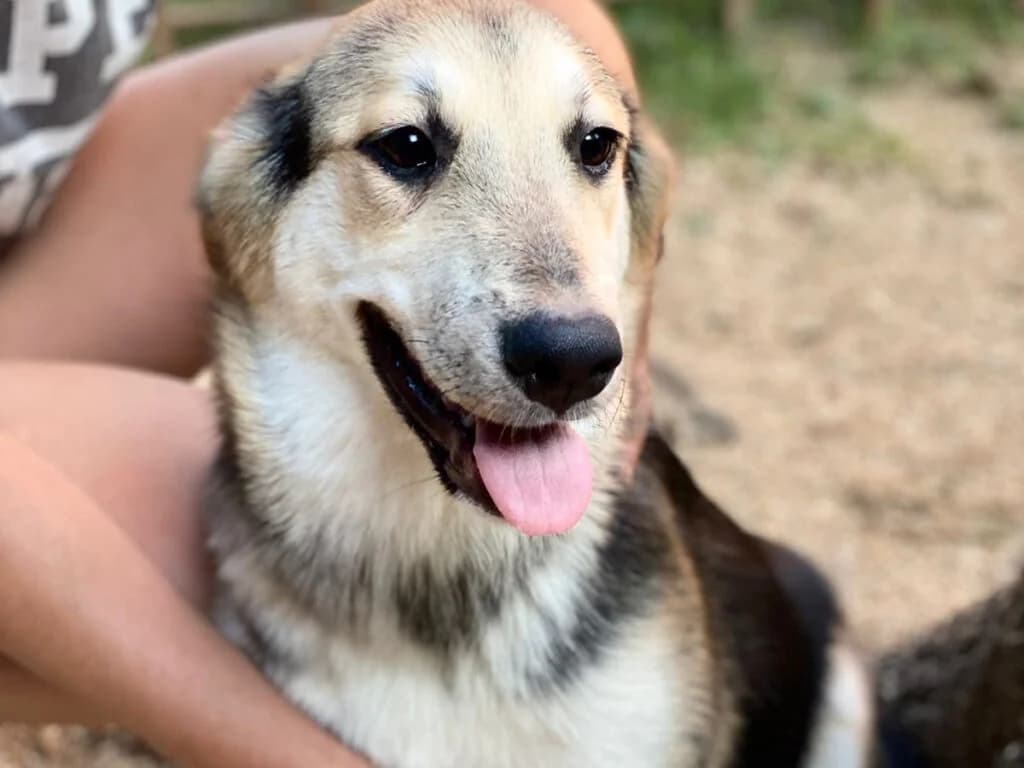 Vegas, male Mixed Breed for adoption at Pfotenvermittlung e.V., Rott am Inn