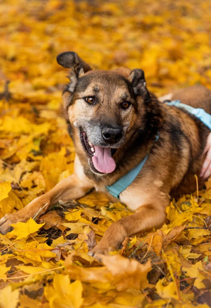Vegas, male Mixed Breed for adoption at Pfotenvermittlung e.V., Rott am Inn