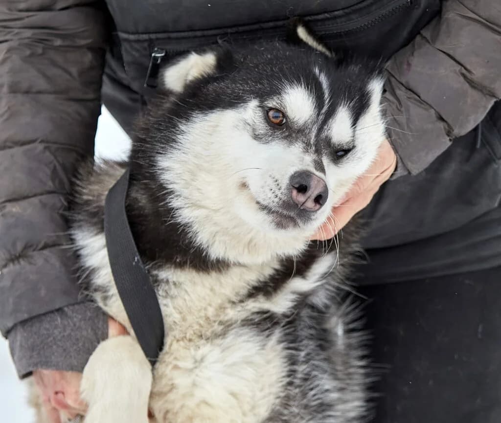 Viktor, male Mixed Breed for adoption at Pfotenvermittlung e.V., Rott am Inn