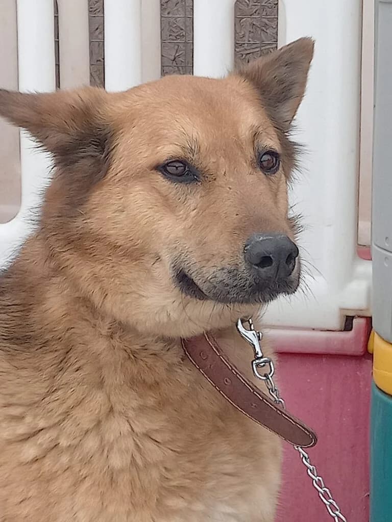 Vita, female Mixed Breed for adoption at Pfotenvermittlung e.V., Rott am Inn