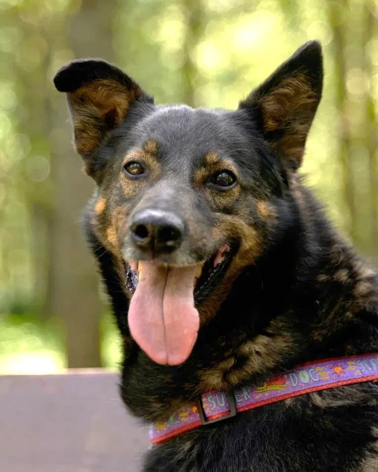 Winston, male Mixed Breed for adoption at Pfotenvermittlung e.V., Rott am Inn