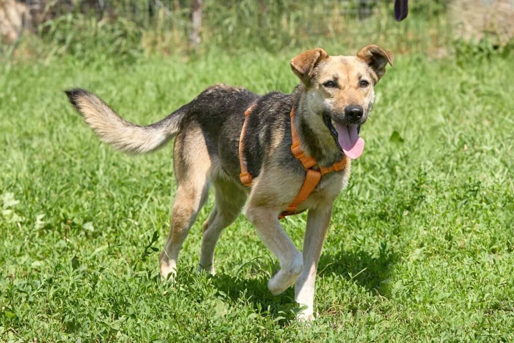 Zara, female Mixed Breed for adoption at Pfotenvermittlung e.V., Rott am Inn