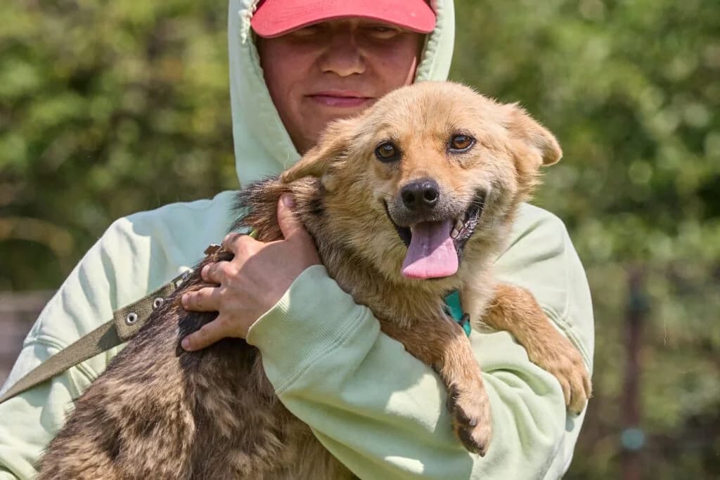 Zaria, female Mixed Breed for adoption at Pfotenvermittlung e.V., Rott am Inn
