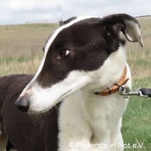 Tembani, male senior Podenco for adoption at Podenco in Not, Rieden am Forggensee