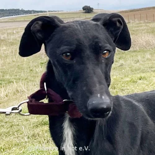 Lilani, female Podenco for adoption at Podenco in Not, Rieden am Forggensee