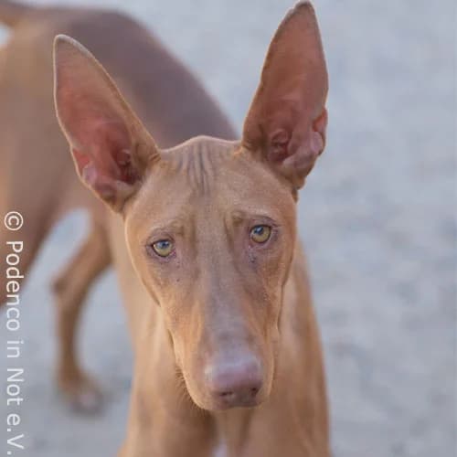 Choovio, male Podenco for adoption at Podenco in Not, Rieden am Forggensee