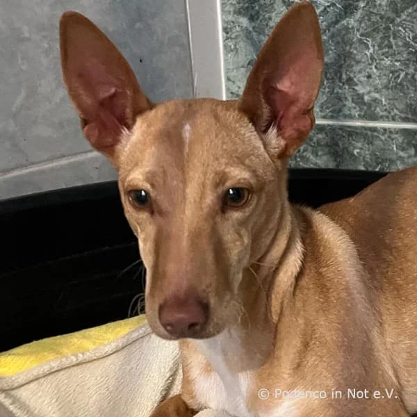 Tovi, male young Podenco for adoption at Podenco in Not, Rieden am Forggensee